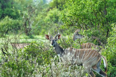 Ulusal Park 'ta antiloplar Tsavo Doğu, Tsavo Batı ve Kenya' da Amboseli