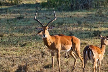 Ulusal Park 'ta antiloplar Tsavo Doğu, Tsavo Batı ve Kenya' da Amboseli