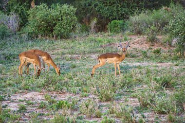 Ulusal Park 'ta antiloplar Tsavo Doğu, Tsavo Batı ve Kenya' da Amboseli