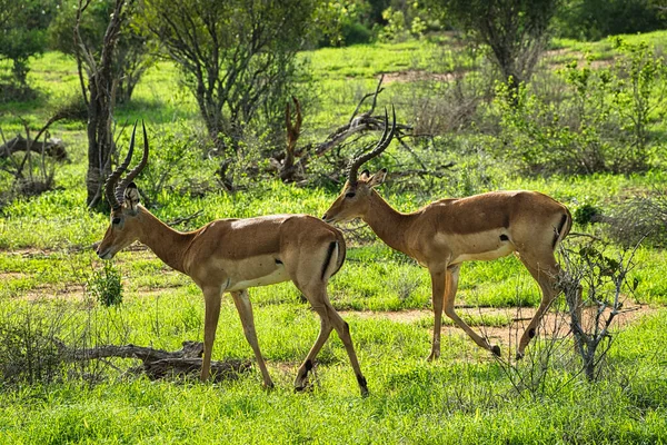 Antelopes National Park Tsavo East Tsavo West Amboseli Kenya — Stock Photo, Image