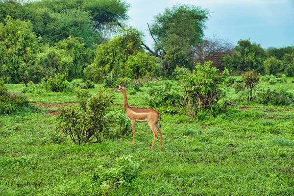 Antelopes National Park Tsavo East Tsavo West Amboseli Kenya — Stock Photo, Image