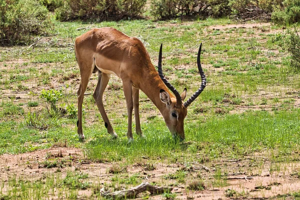 Antílopes Parque Nacional Tsavo Este Tsavo Oeste Amboseli Kenia —  Fotos de Stock