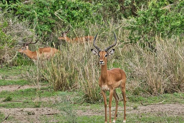 Antelopes Parque Nacional Tsavo Leste Tsavo Oeste Amboseli Quênia — Fotografia de Stock