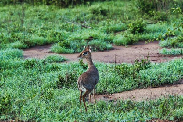 Antilopes Dans Parc National Tsavo East Tsavo West Amboseli Kenya — Photo