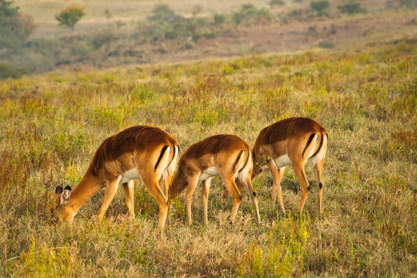 Anteloper Nationalparken Tsavo East Tsavo West Och Amboseli Kenya — Stockfoto