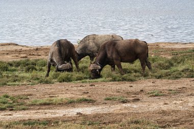 Buffalo in the National Park Tsavo East, Amboseli, Samburu, Nakuru, and Tsavo West in Kenya