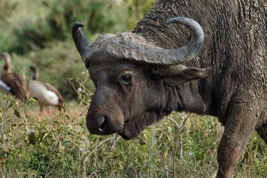 Buffalo in the National Park Tsavo East, Amboseli, Samburu, Nakuru, and Tsavo West in Kenya