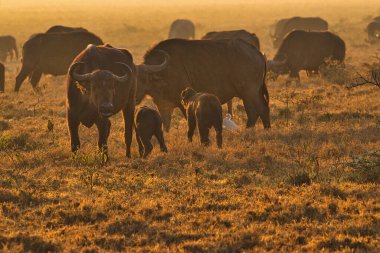 Buffalo in the National Park Tsavo East, Amboseli, Samburu, Nakuru, and Tsavo West in Kenya