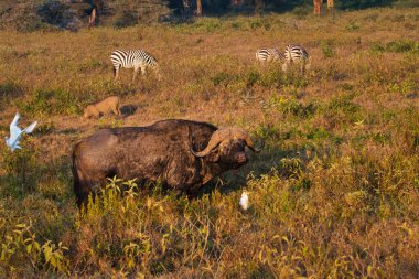 Buffalo in the National Park Tsavo East, Amboseli, Samburu, Nakuru, and Tsavo West in Kenya
