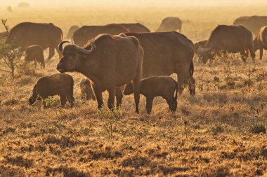 Buffalo in the National Park Tsavo East, Amboseli, Samburu, Nakuru, and Tsavo West in Kenya