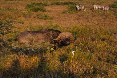 Buffalo in the National Park Tsavo East, Amboseli, Samburu, Nakuru, and Tsavo West in Kenya