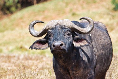 Buffalo in the National Park Tsavo East, Amboseli, Samburu, Nakuru, and Tsavo West in Kenya