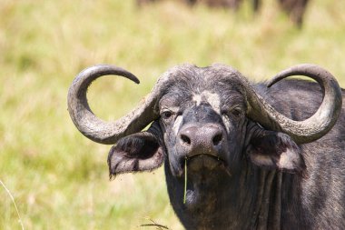 Buffalo in the National Park Tsavo East, Amboseli, Samburu, Nakuru, and Tsavo West in Kenya