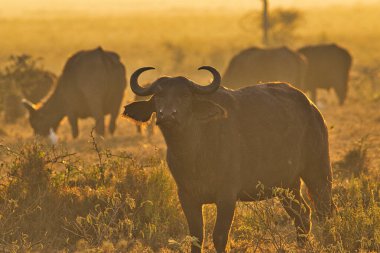 Buffalo in the National Park Tsavo East, Amboseli, Samburu, Nakuru, and Tsavo West in Kenya