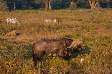 Buffalo in the National Park Tsavo East, Amboseli, Samburu, Nakuru, and Tsavo West in Kenya