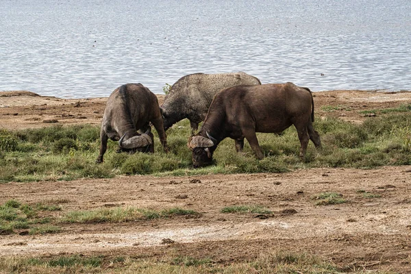 Buffalo Στο Εθνικό Πάρκο Tsavo East Amboseli Samburu Nakuru Και — Φωτογραφία Αρχείου