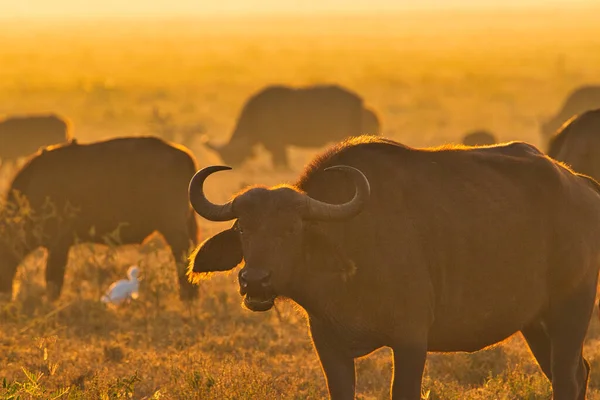 Buffalo Στο Εθνικό Πάρκο Tsavo East Amboseli Samburu Nakuru Και — Φωτογραφία Αρχείου