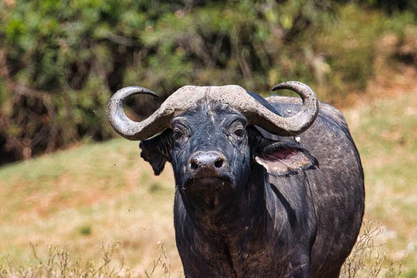 Buffalo National Park Tsavo East Amboseli Samburu Nakuru Tsavo West — Stockfoto