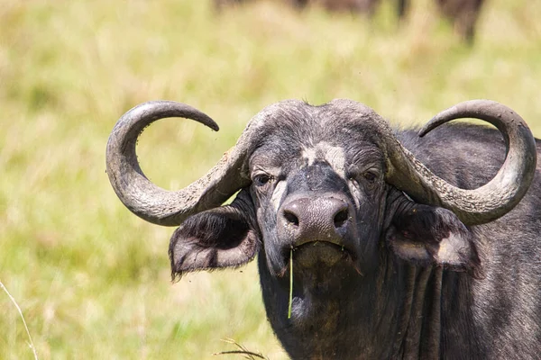 Buffalo National Park Tsavo East Amboseli Samburu Nakuru Tsavo West — Stockfoto