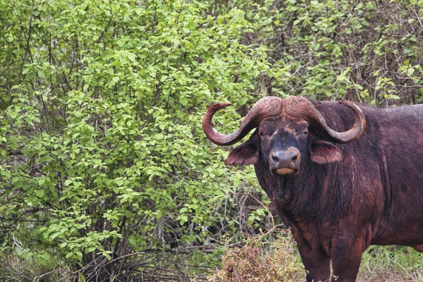 Buffalo in the National Park Tsavo East, Amboseli, Samburu, Nakuru, and Tsavo West in Kenya