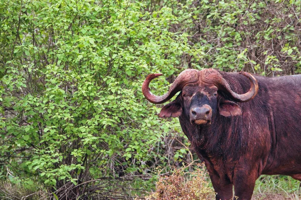 Buffalo in the National Park Tsavo East, Amboseli, Samburu, Nakuru, and Tsavo West in Kenya
