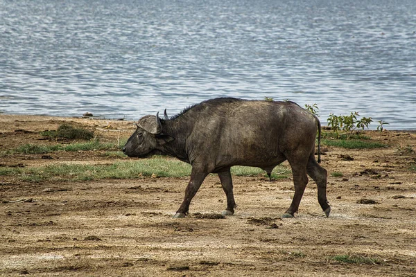 Buffalo National Park Tsavo East Amboseli Samburu Nakuru Tsavo West — стокове фото