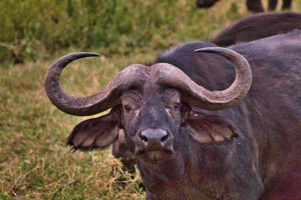 Buffalo National Park Tsavo East Amboseli Samburu Nakuru Tsavo West — Fotografia de Stock