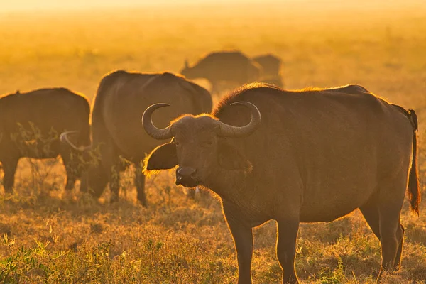 Buffalo in the National Park Tsavo East, Amboseli, Samburu, Nakuru, and Tsavo West in Kenya