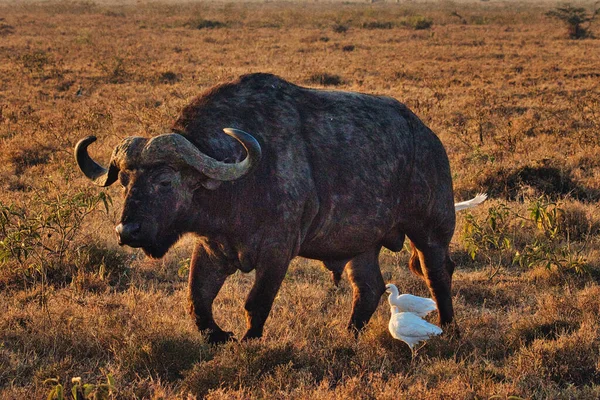 Buffalo National Park Tsavo East Amboseli Samburu Nakuru Tsavo West — стокове фото