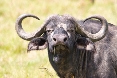 Buffalo in the National Park Tsavo East, Amboseli, Samburu, Nakuru, and Tsavo West in Kenya