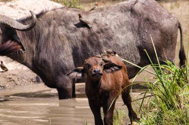 Buffalo in the National Park Tsavo East, Amboseli, Samburu, Nakuru, and Tsavo West in Kenya