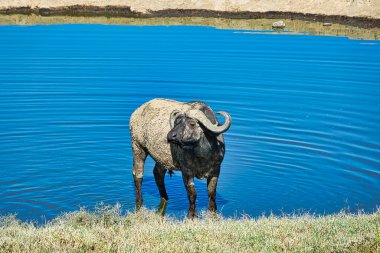 Buffalo in the National Park Tsavo East, Amboseli, Samburu, Nakuru, and Tsavo West in Kenya