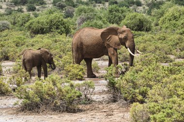 Tsavo Doğu 'daki filler ve Kenya' daki Tsavo Batı Ulusal Parkı