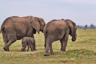 Tsavo Doğu 'daki filler ve Kenya' daki Tsavo Batı Ulusal Parkı
