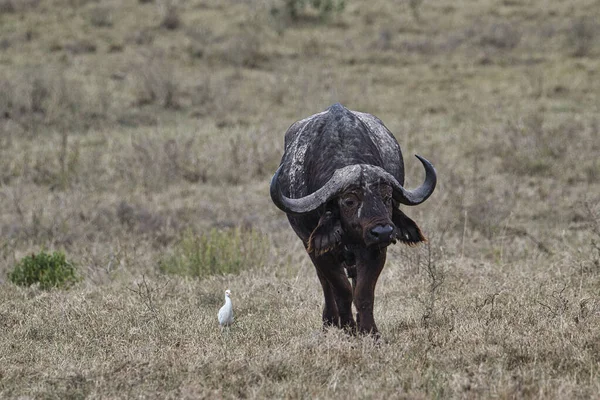 Buffalo National Park Tsavo East Amboseli Samburu Nakuru Tsavo West — стокове фото