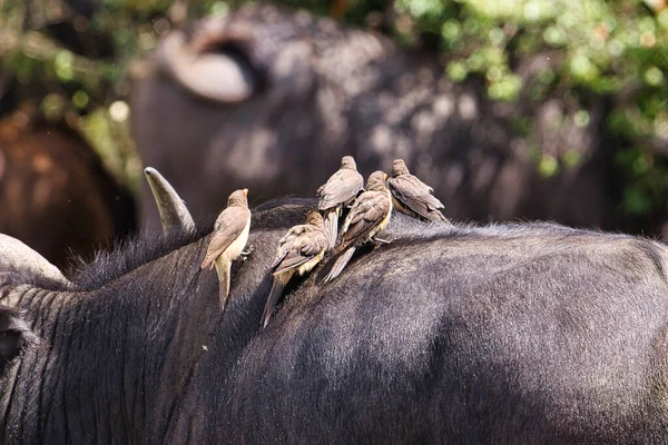 Buffalo National Park Tsavo East Amboseli Samburu Nakuru Tsavo West — Φωτογραφία Αρχείου