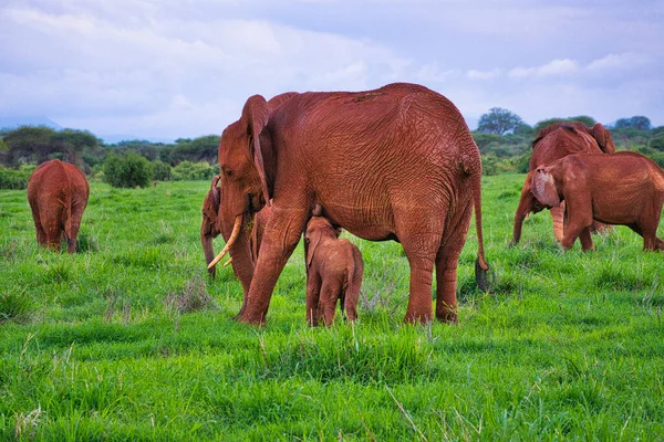 Elefantes Tsavo East Parque Nacional Tsavo West Kenia — Foto de Stock