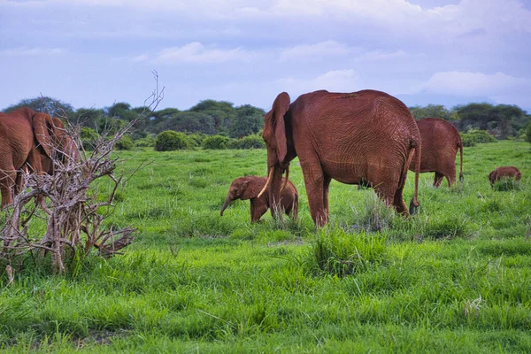 Elefantes Tsavo East Parque Nacional Tsavo West Kenia — Foto de Stock