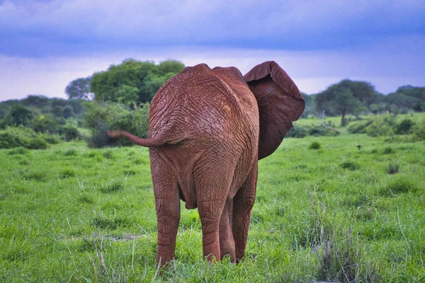 Tsavo Doğu Daki Filler Kenya Daki Tsavo Batı Ulusal Parkı — Stok fotoğraf