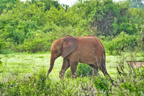 Elefantes Tsavo East Tsavo West National Park Quênia — Fotografia de Stock