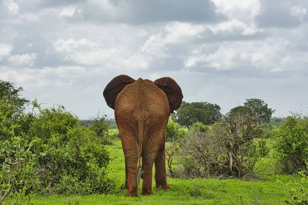 ケニアのTsavo East Tsavo West国立公園の象 — ストック写真