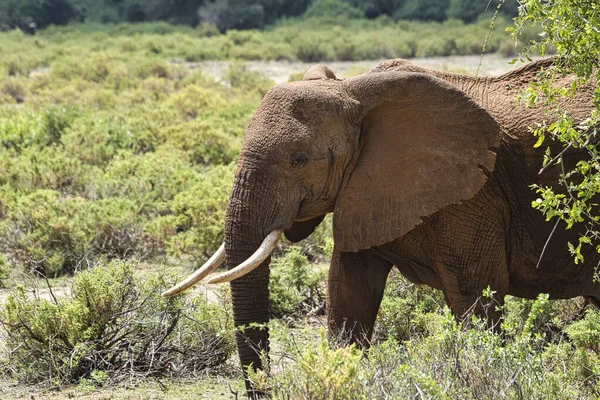 Elefanter Tsavo East Och Tsavo West National Park Kenya — Stockfoto