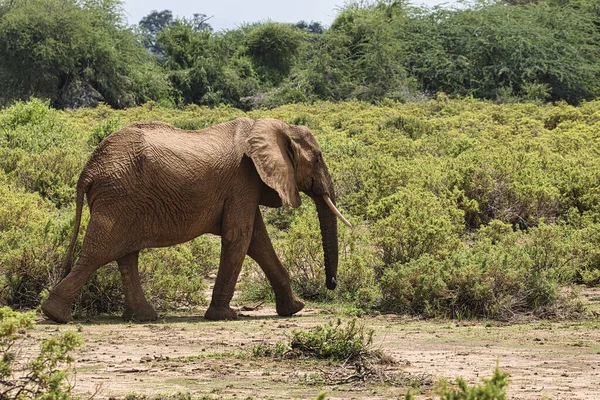 Elefanter Tsavo East Och Tsavo West National Park Kenya — Stockfoto