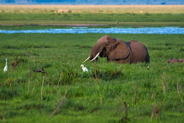 Ελέφαντες Στο Ανατολικό Τσάβο Και Στο Δυτικό Εθνικό Πάρκο Τσάβο — Φωτογραφία Αρχείου