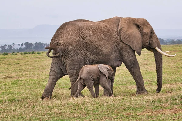 Éléphants Dans Parc National Tsavo East Tsavo West Kenya — Photo