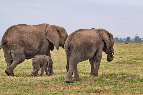 Słonie Tsavo East Tsavo West National Park Kenii — Zdjęcie stockowe