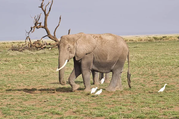 Tsavo Doğu Daki Filler Kenya Daki Tsavo Batı Ulusal Parkı — Stok fotoğraf