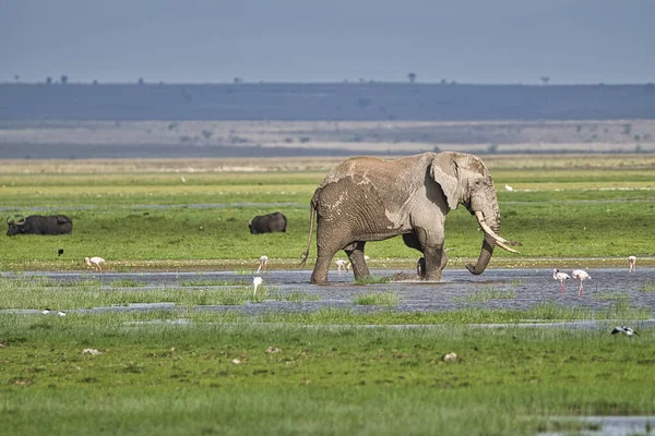 Elefanter Tsavo East Och Tsavo West National Park Kenya — Stockfoto