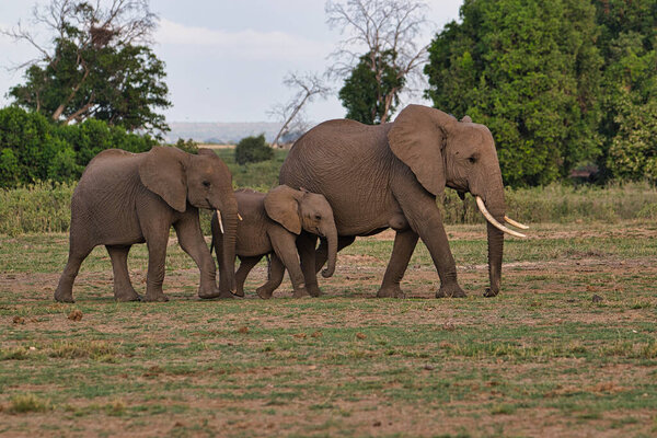 Elephants in the Tsavo East and Tsavo West National Park in Kenya