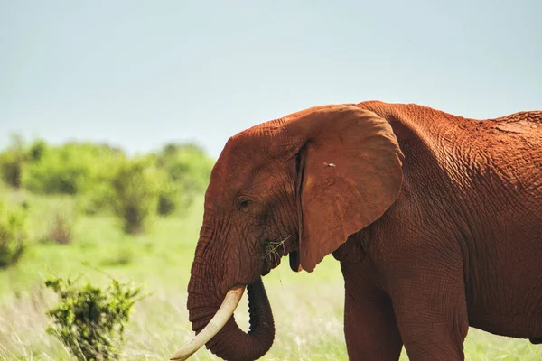 Elefantes Tsavo East Tsavo West National Park Quênia — Fotografia de Stock